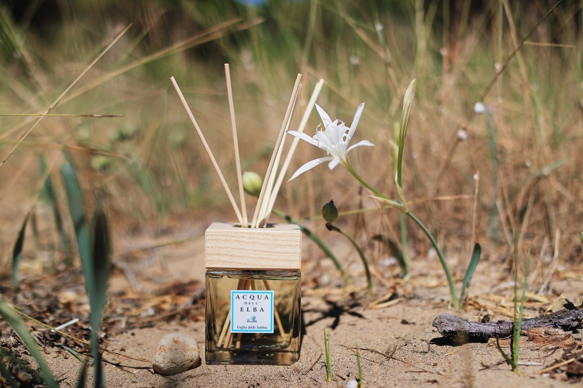 Lily of the Sands, the Enchantment of Life Returns to Surprise Us