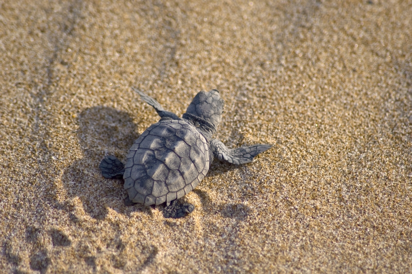 TARTALOVE : LES TORTUES DE MER ONT BESOIN DE NOUS