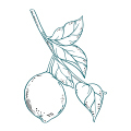 Citrus