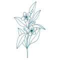 Profumi Floreali