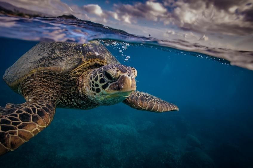 ACQUA DELL'ELBA ET LEGAMBIENTE : ENSEMBLE POUR LES TORTUES DE MER
